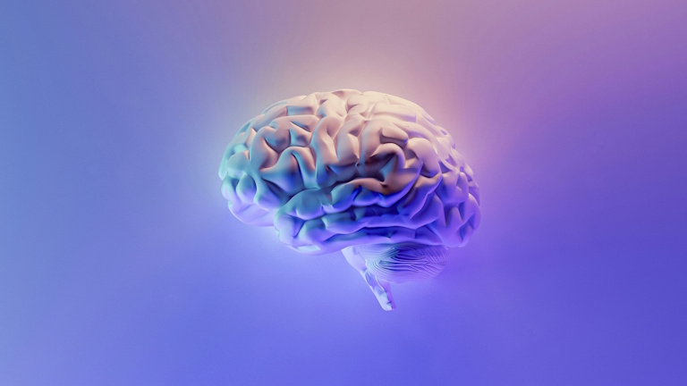 Brain